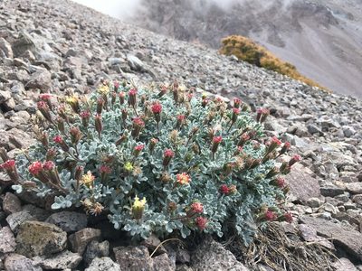 Chaenactis nevadensis, photographed by Matt Berger