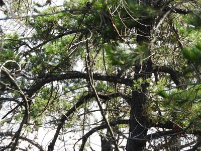 Pinus greggii, photographed by Leticia Jiménez Hernández