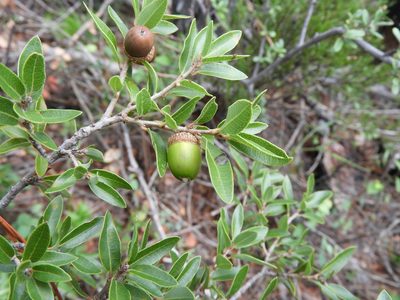 Quercus pringlei, photographed by Leticia Jiménez Hernández