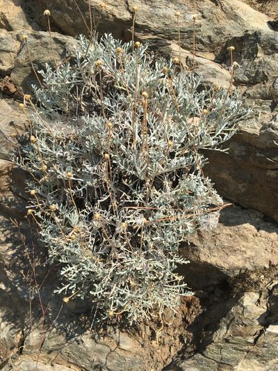 Chaenactis suffrutescens, photographed by Matt Berger