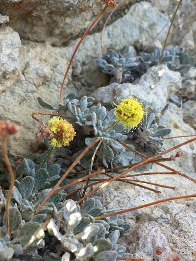 Eriogonum rosense, photographed by Matt Berger