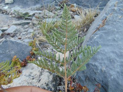 Cheilanthes leucopoda, photographed by Jose Antonio Aranda Pineda