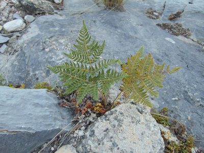 Cheilanthes leucopoda, photographed by Jose Antonio Aranda Pineda