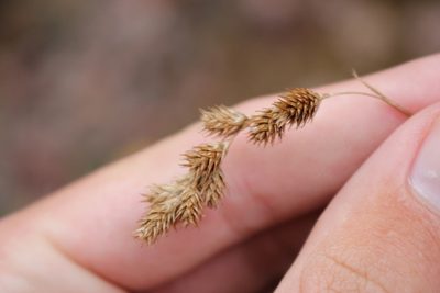 Carex projecta, photographed by Quinten Wiegersma