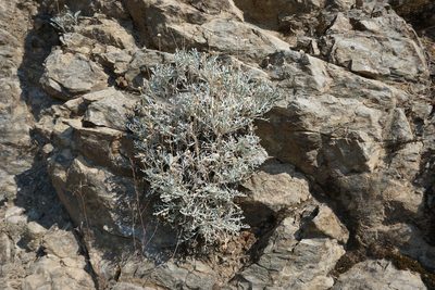 Chaenactis suffrutescens, photographed by Matt Berger