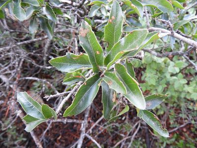 Quercus saltillensis, photographed by Leticia Jiménez Hernández