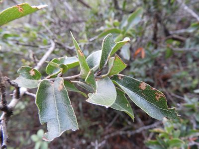 Quercus saltillensis, photographed by Leticia Jiménez Hernández