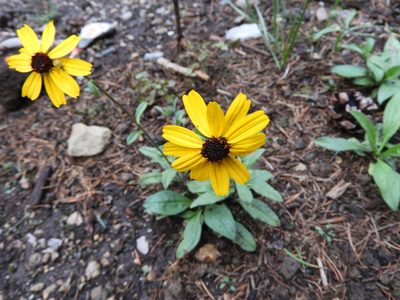 Helianthella mexicana, photographed by Leticia Jiménez Hernández