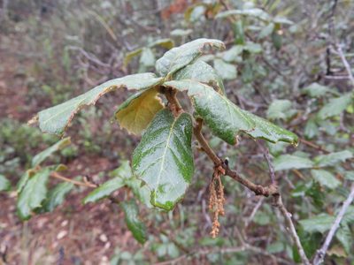 Quercus greggii, photographed by Leticia Jiménez Hernández