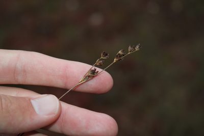 Juncus tweedyi, photographed by Quinten Wiegersma