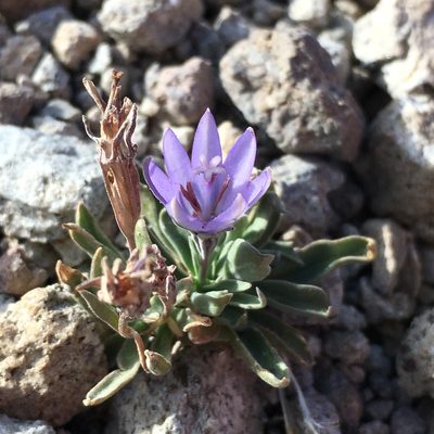 Campanula scabrella, photographed by Matt Berger