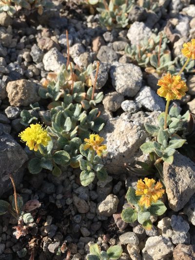 Eriogonum rosense, photographed by Matt Berger