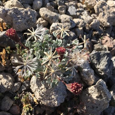 Chaenactis nevadensis, photographed by Matt Berger