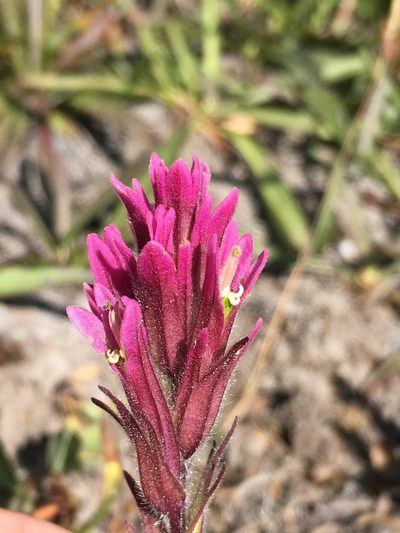 Castilleja lassenensis, photographed by Matt Berger