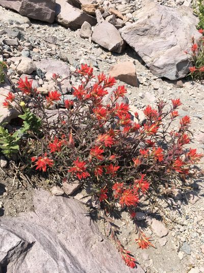 Castilleja pruinosa, photographed by Matt Berger