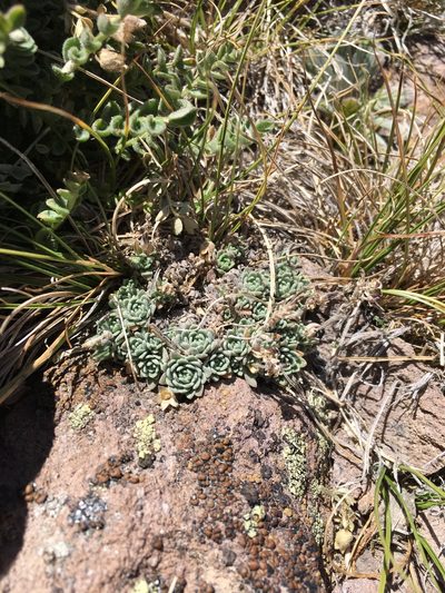 Draba breweri, photographed by Matt Berger