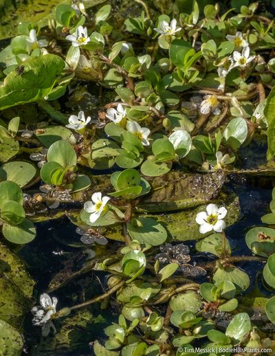 Bacopa eisenii, photographed by Tim Messick