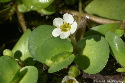 Bacopa eisenii, photographed by Tim Messick