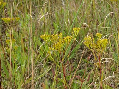 Solidago ohioensis, photographed by Reuven Martin