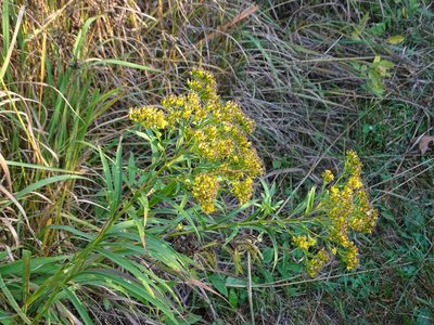 Solidago riddellii, photographed by Reuven Martin