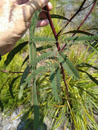 Acacia attenuata, photographed by Tony van Kampen