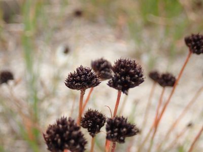 Juncus mertensianus, photographed by John Brew