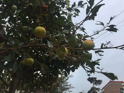 Diospyros kaki, photographed by Kim, Hyun-tae