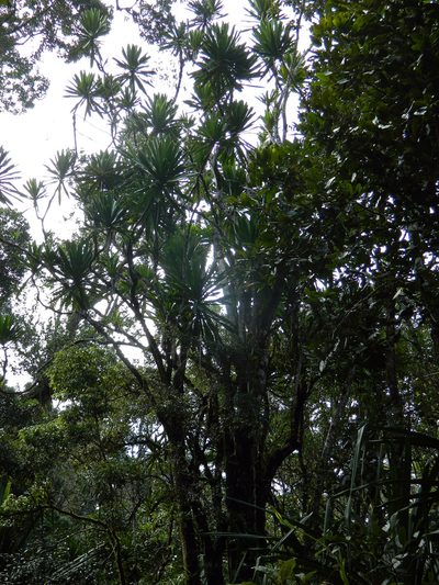 Dracaena xiphophylla, photographed by Louis Imbeau