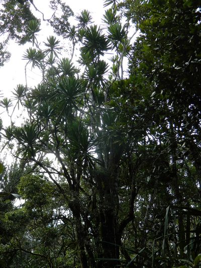 Dracaena xiphophylla, photographed by Louis Imbeau
