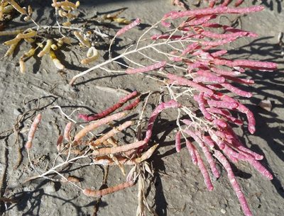 Salicornia rubra, photographed by zookanthos