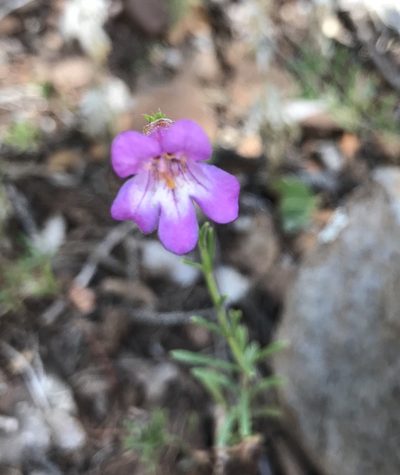 Penstemon linarioides, photographed by brettaugust