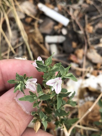 Carlowrightia texana, photographed by Sam Kieschnick