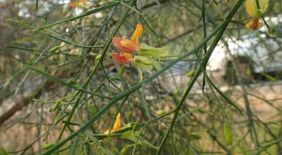 Jacksonia sternbergiana, photographed by corunastylis