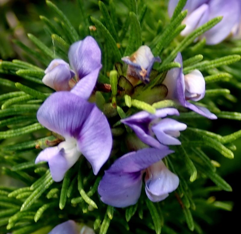 Psoralea vanberkeliae, photographed by Di Turner