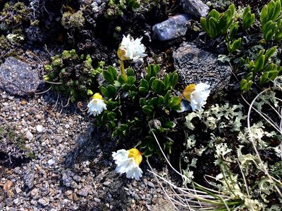 Primula glutinosa, photographed by Karsten Rohweder
