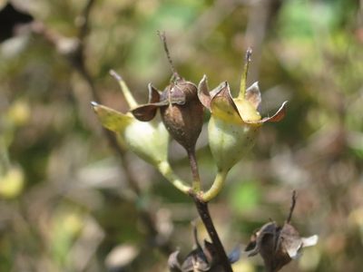 Philadelphus tenuifolius, photographed by Repina Tatyana