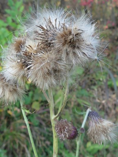 Cirsium pendulum, photographed by Repina Tatyana