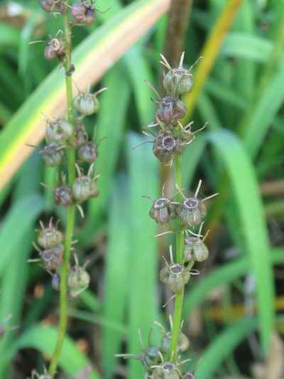 Asyneuma japonicum, photographed by Repina Tatyana