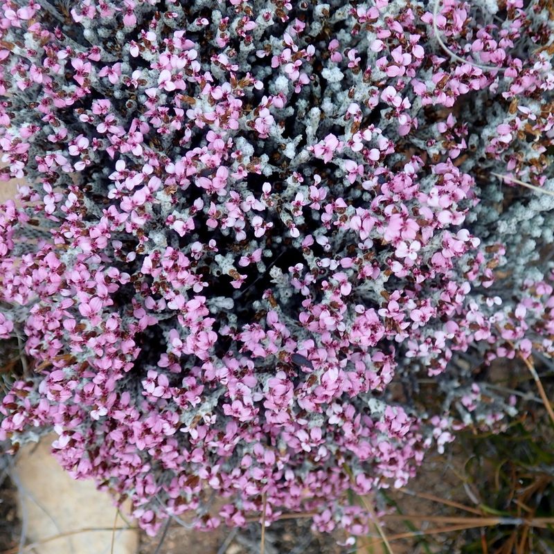 Stoebe kolbei, photographed by Di Turner