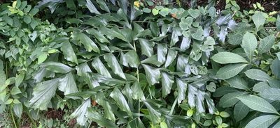Caryota mitis, photographed by Ong Jyh Seng