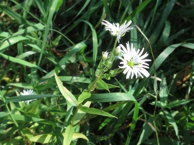 Stellaria radians, photographed by Repina Tatyana