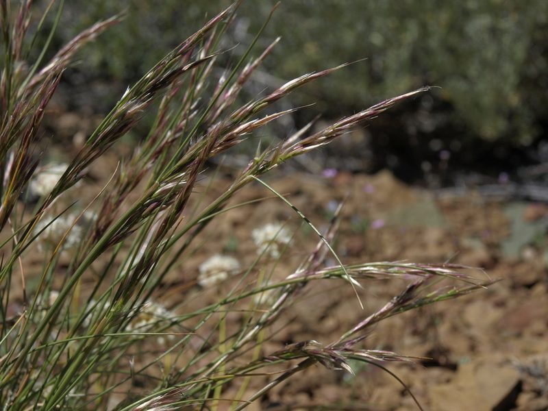 Eriocoma webberi, photographed by Jim Morefield