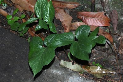 Typhonium roxburghii, photographed by Franz Anthony