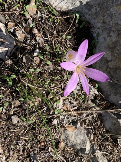 Colchicum haynaldii, photographed by Matt Neidert