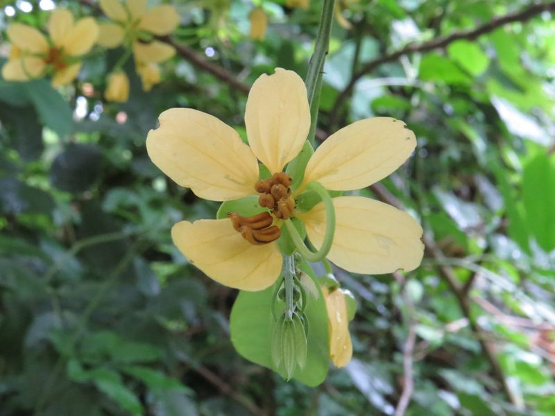 Senna affinis, photographed by Diogo Luiz