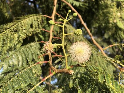 Leucaena esculenta, photographed by Luis F. Ramírez