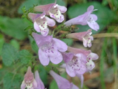 Clinopodium menthifolium, photographed by Yves Bas