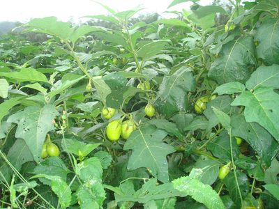 Solanum aethiopicum, photographed by Diogo Luiz