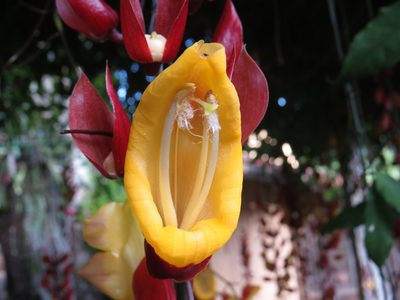 Thunbergia mysorensis, photographed by Diogo Luiz