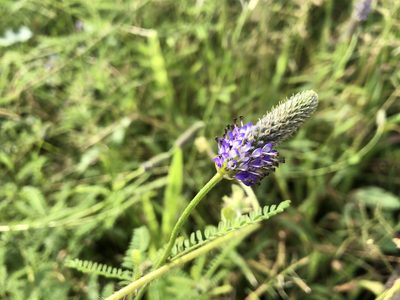 Dalea leporina, photographed by Luis F. Ramírez
